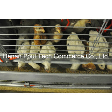 Little Chicken Cage Equipamento Brooder Chicken Cage